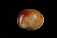 藏品(相模灣玉螺)的圖片